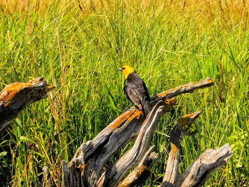 Yellow-headed Blackbird, Tunkwa Lake, BC